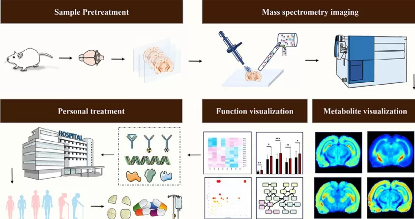 Mass spectrometry imaging analysis of metabolites